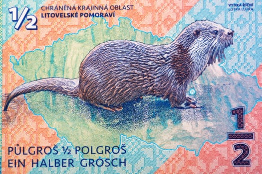 Eurasian otter a portrait from money