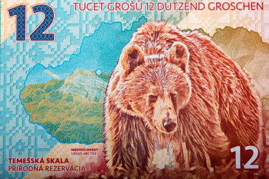 Brown bear a portrait  from money