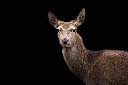 Red deer a portrait on a black background