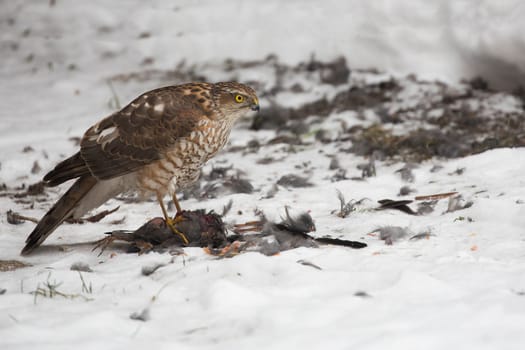A young Northern goshawk on the hunt in winter