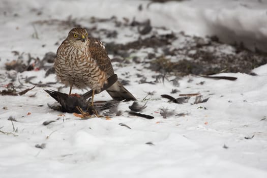 A young Northern goshawk on the hunt in winter