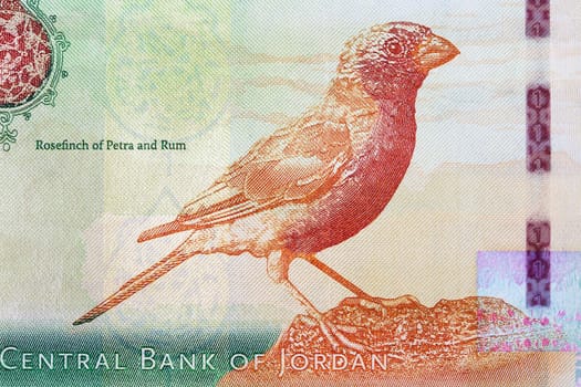 Rosefinch of petra and rum from money - Malawian Kwacha