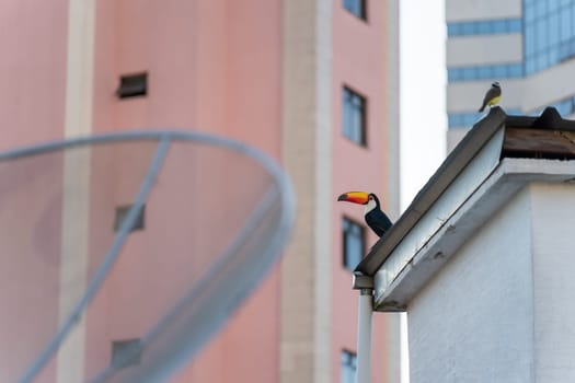 A Toucan with a bright red beak perched on a building rooftop, showcasing the perfect integration of nature and architecture in the city.