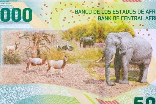 Safari scene from Central African States money - 5000 Francs