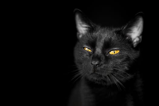 portrait of a black cat on a black background. photo