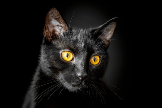 portrait of a black cat on a black background. photo