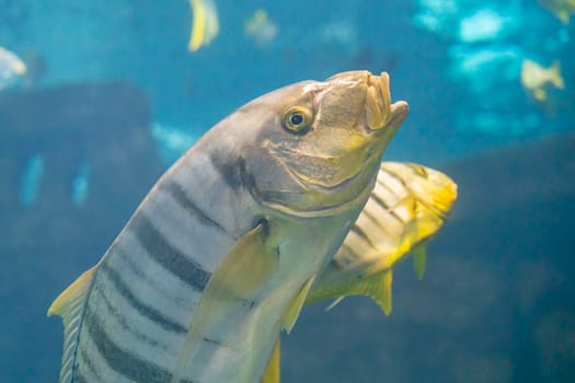 beautiful sea fish in the aquarium close-up. photo