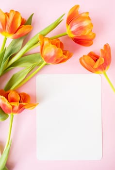 A beautiful bouquet of orange peony tulips along with a white card in the middle isolated on a pink background. Reddy layout for designers, layout