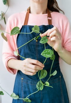Golden pothos or Epipremnum aureum in the hands of a girl. Cutting a flowerpot with steel scissors, caring for flowerpots at home