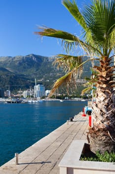 A very beautiful palm tree in the middle of the yacht parking on the pier in Montenegro