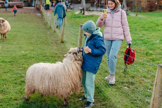 Little caucasian boy feeding ram in a farm. Ram eating grains of cereal from the hands of a child