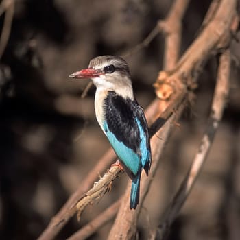 Brownhooded Kingfisher (Halcyon albiventris), Selous Game Reserve, Morogoro, Tanzania, Africa