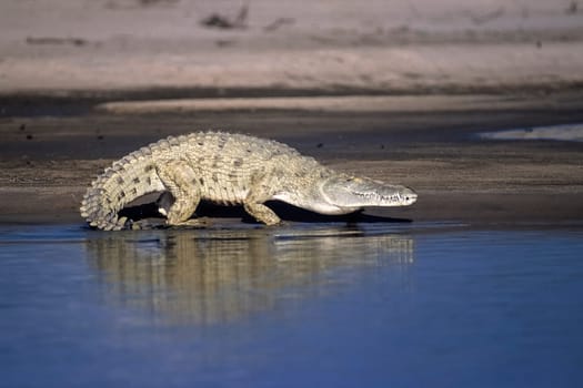 Nile Crocodile (Crocodylus niloticus), Selous Game Reserve, Morogoro, Tanzania, Africa