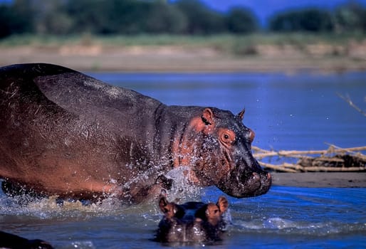 Hippopotamus (Hippopotamus amphibius), Selous Game Reserve, Morogoro, Tanzania, Africa