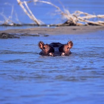 Hippopotamus (Hippopotamus amphibius), Selous Game Reserve, Morogoro, Tanzania, Africa