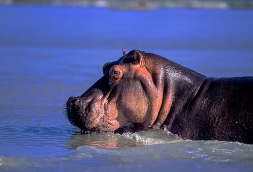 Hippopotamus (Hippopotamus amphibius), Selous Game Reserve, Morogoro, Tanzania, Africa