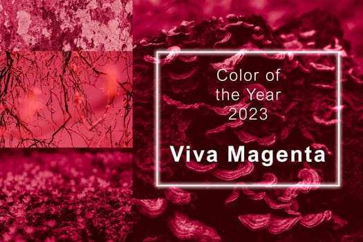 Viva Magenta - color of the year 2023. Trendy color sample. Beautiful collage with toned textures and surfaces