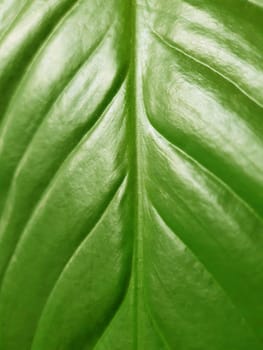 Bright large green leaf of spathiphyllum close up.