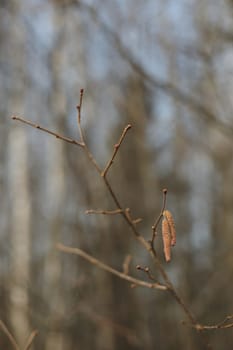 Close-up of birch chains. Birch buds in spring, on a branch. Earrings with yellow birch buds on the blurred nature background