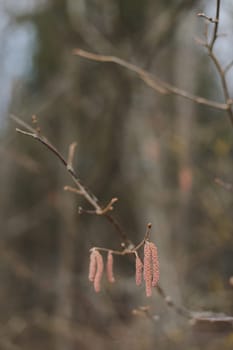 Close-up of birch chains. Birch buds in spring, on a branch. Earrings with yellow birch buds on the blurred nature background
