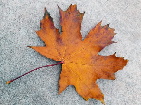 Yellow autumn maple leaf on gray concrete in the park close-up.