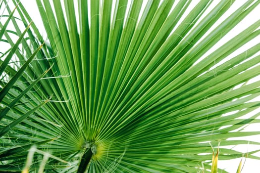 Green palm leaves, natural background.