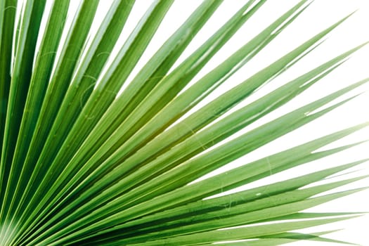 Green palm leaves, natural background.