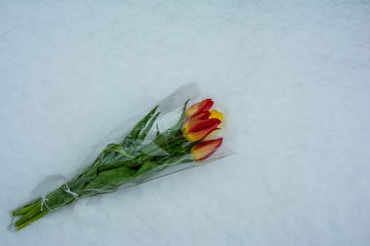 a bouquet of tulips is lying on the snow. Congratulation. Valentine's Day, March 8. International Women's Day. Flowers in the snow