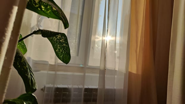 Dieffenbachia plant in a pot on a stool by the window. Retro interior in light colors. Background with plant with green leaves and fabric