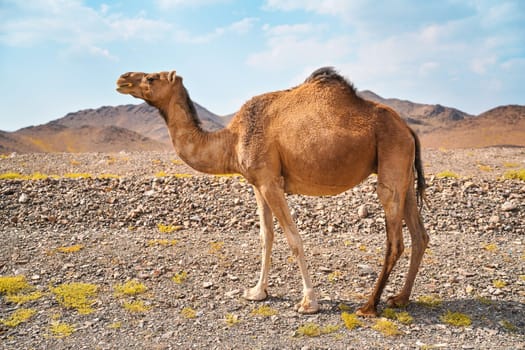 Light brown camel grazing on small grass patches in arid desert, small hills in distance, typical landscape near Al Qrash, Saudi Arabia.