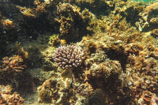 Sun shines on small coral in shallow sea - snorkelling at Anakao, Madagascar.