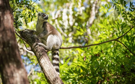 Ring-tailed lemur (Lemur catta) sitting on tree in their natural habitat Madagascar forest.