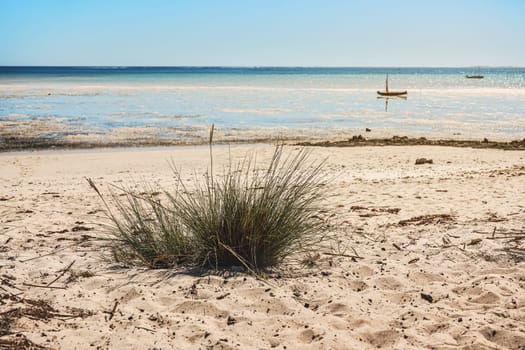 Small grass clusters growing on sandy beach, low sea water background, typical scenery near Anakao, Madagascar.