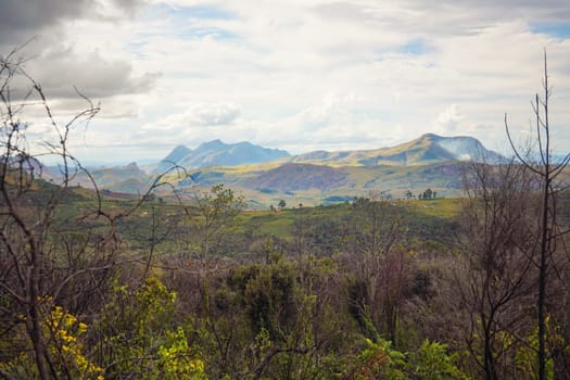 Small green bushes, dry trees and grass - typical jungle scenery near Andringitra massif in Madagascar.