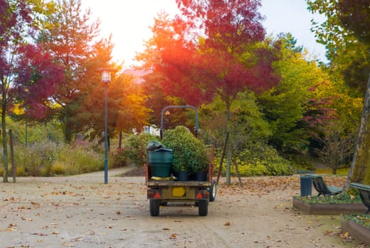 A small tractor in the autumn park transport the pots with flowers for planting