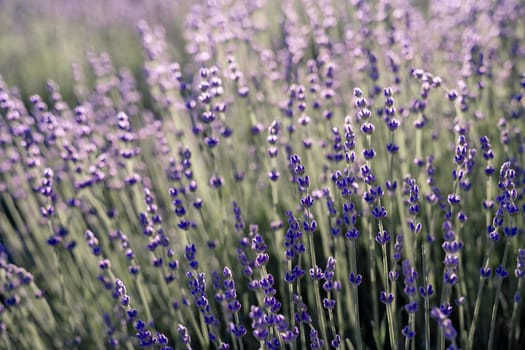 Lavender field. With soft light effect for floral background.