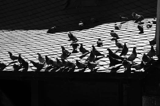 Many pigeons on a slate roof of a historic house