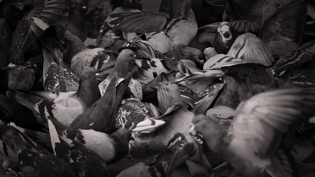 Several gray pigeons in a flock on the streets of Essen, NRW, Germany