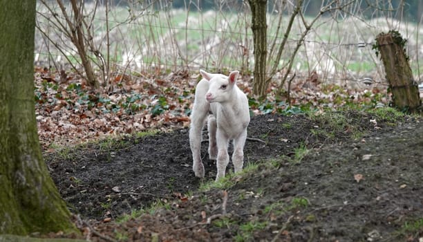 Adorable little white lamb exploring a fairly grassless area