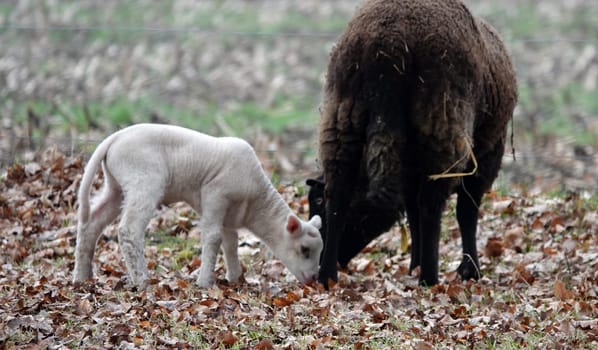 Black sheep mother with white lamb. No doubt what colour the father was.