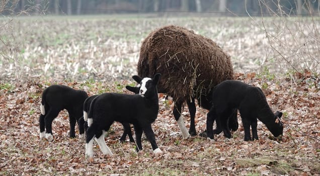 Black mother sheep with three black lambs. Some of the youngsters have white paws and partly white head.