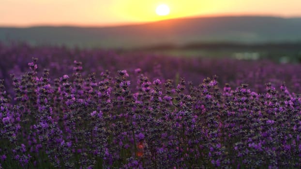 Lavender field at sunset. Blooming purple fragrant lavender flowers against the backdrop of a sunset sky.