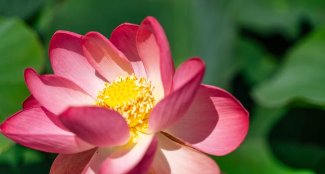 A pink lotus flower sways in the wind, Nelumbo nucifera. Against the background of their green leaves. Lotus field on the lake in natural environment