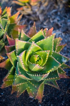 Directly above shot of an aloe perfoliata or mitre aloe, also commonly named Rubble Aloe