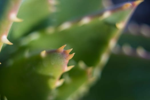 Macro shot of the spikes an thorns of an aloe perfoliata or mitre aloe, also commonly named Rubble Aloe