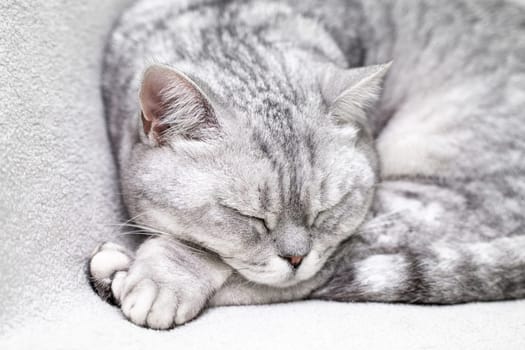 scottish straight cat is sleeping. Close-up of the muzzle of a sleeping cat with closed eyes. Against the backdrop of a light blanket. Favorite pets, cat food