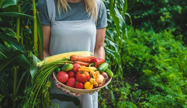 Farmer woman harvests vegetables in the garden. Selective focus. Food.