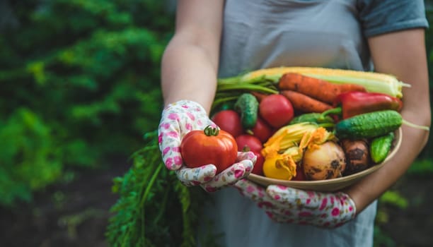 Farmer woman harvests vegetables in the garden. Selective focus. Food.