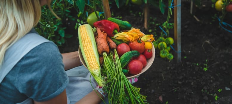 Farmer woman harvests vegetables in the garden. Selective focus. Food.