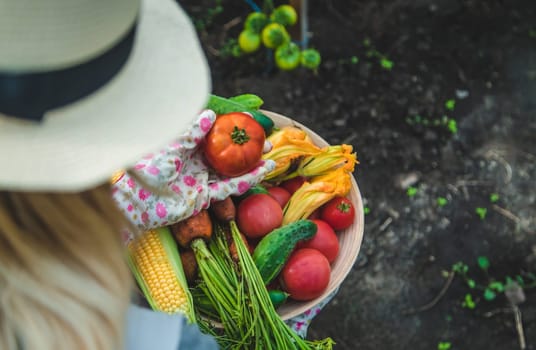 Farmer woman harvests vegetables in the garden. Selective focus. Food.